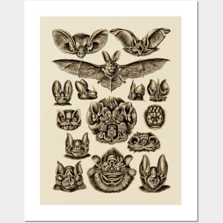 Ernst Haeckel  Bats Sepia Posters and Art